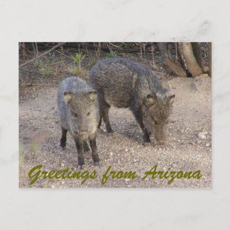 P1010080, Hälsning från Arizona Vykort