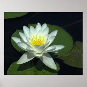 P1100646.RAW, "WHITE LOTUS BLOMMAR" POSTER