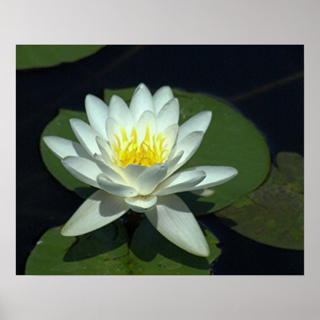 P1100646.RAW, "WHITE LOTUS BLOMMAR" POSTER (Framsidan)