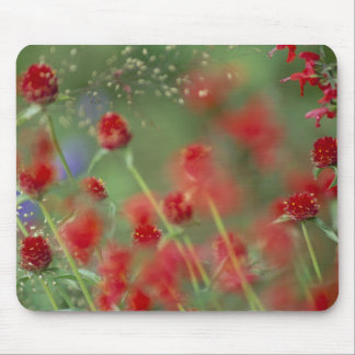 P2290C_strawberry-ghomphera_zazzle Musmatta