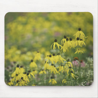 P2526a_yellow-coneflowermonet_zazzle Musmatta