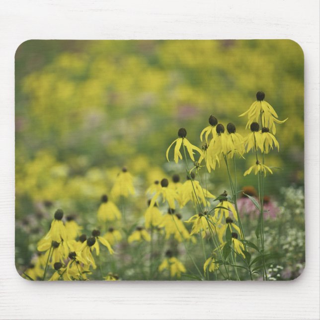 P2526a_yellow-coneflowermonet_zazzle Musmatta (Framsidan)