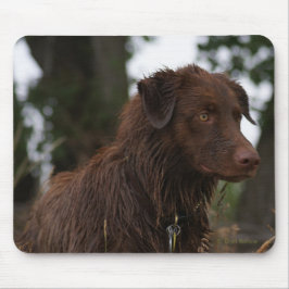 P2 Red Hund Sam Flatlandersam Musmatta