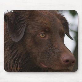 P2a Red Dog Sam Flatlandersam Uppifrån Musmatta
