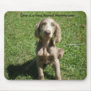 P3091298 kärlek är en långa haired Weimaraner Musmatta