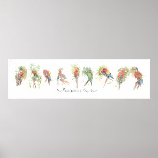 P3, nio Parrots, Dennis Boyces vattenfärg Poster