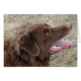 P4 Flatlandersam-profil Hälsningskort