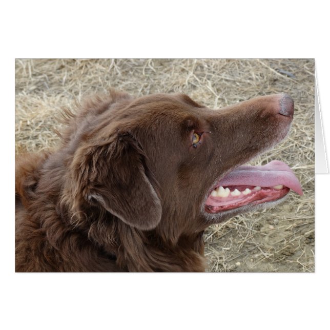 P4 Flatlandersam-profil Hälsningskort (Framsidan Horizontal)