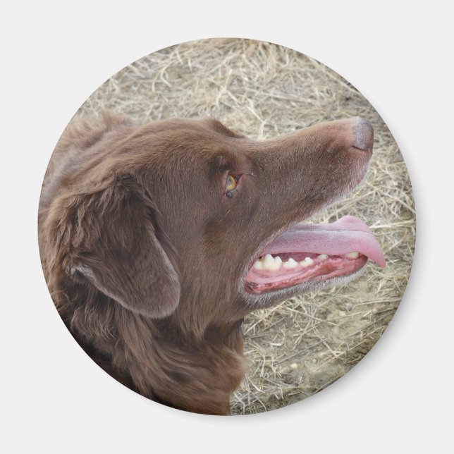 P4 Flatlandersam-profil Magnet (Framsidan)