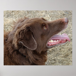 P4 Flatlandersam-profil Poster