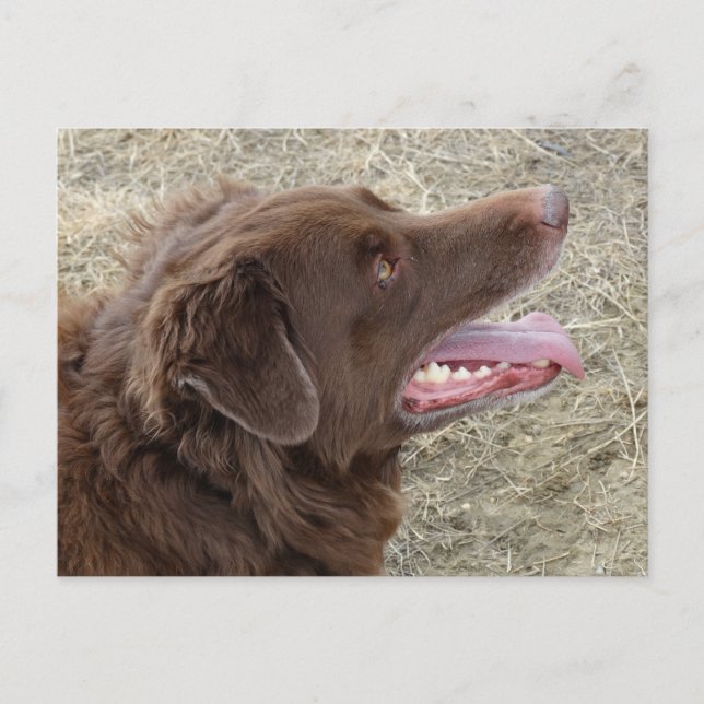 P4 Flatlandersam-profil Vykort (Framsida)