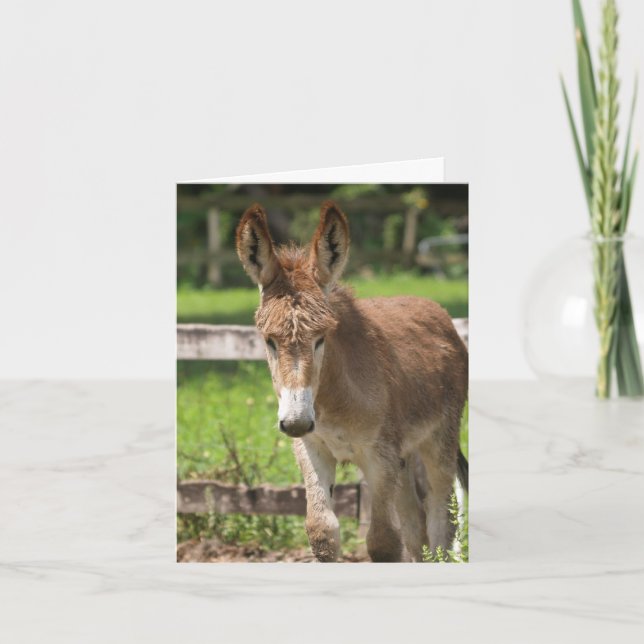 P6038047 KORT (Framsida)