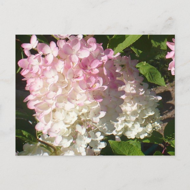 P.D. Hortensia vykort (Framsida)