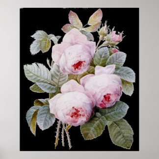 P.J. Redoute Bourbon Bukett med rosor på Black Poster