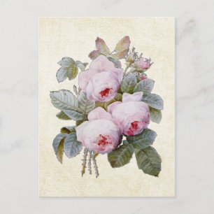 P.J. Redoute Bourbon Ro Blommigt Vykort