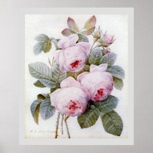 P.J. Redoute Bourbon Ro Poster