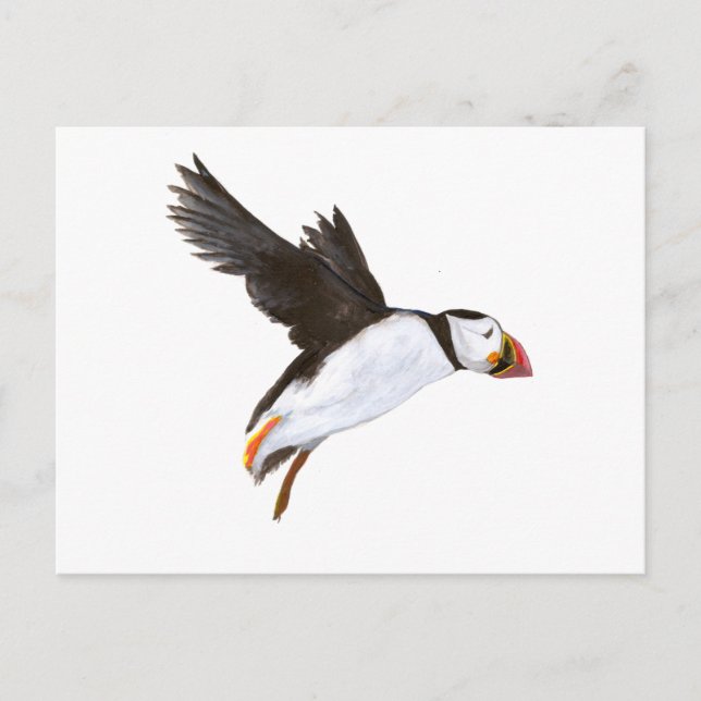 P. Puffin / carte postale Vykort (Framsida)