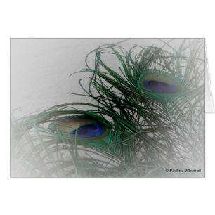© P Wherrell Blek snyggt peacock fjäthers Hälsningskort
