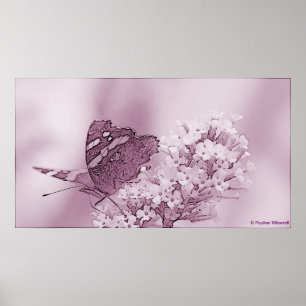 © P Wherrell Contemporary Butterfly on buddleia Poster