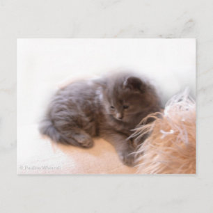 © P Wherrell Cute Long-hved grått kitten Vykort