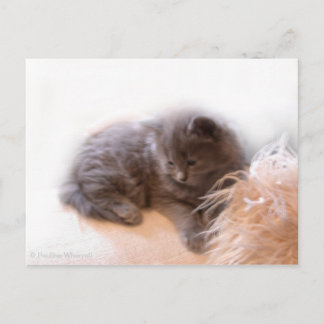 © P Wherrell Cute Long-hved grått kitten Vykort