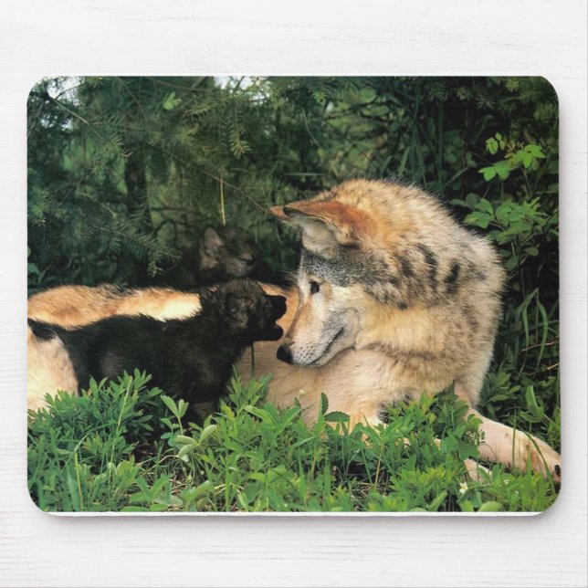 p-Wolves_Bay_Street_Cal2001 Musmatta (Framsidan)