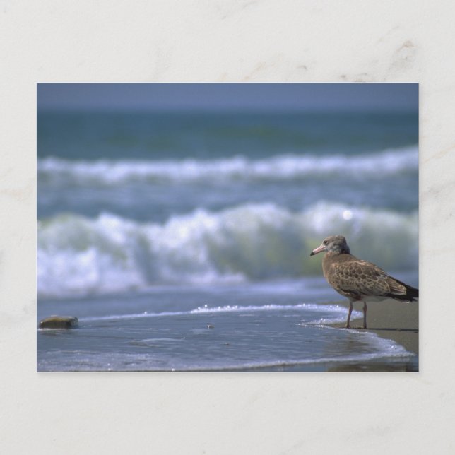 på andra sidan havet vykort (Framsida)