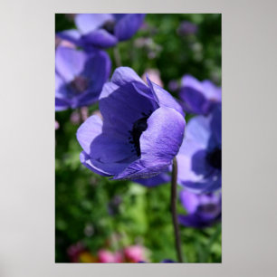 På blå emone Floral Photography Poster