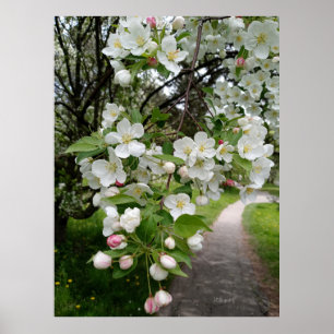 På blommande grenar poster