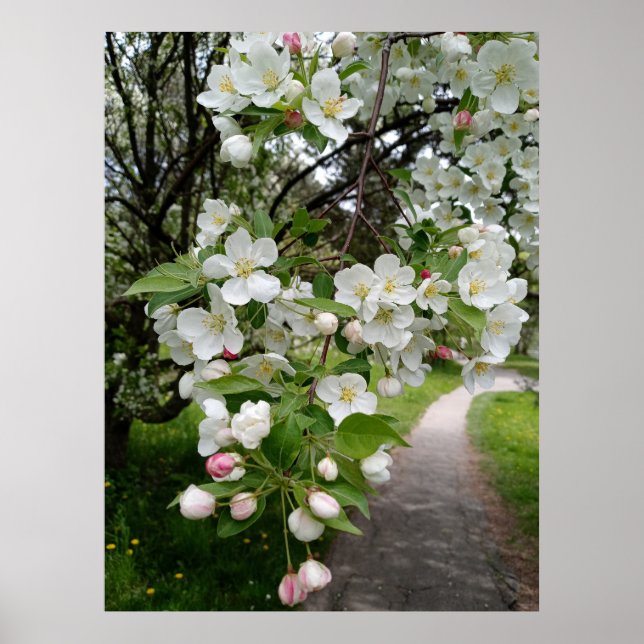 På blommande grenar poster (Framsidan)