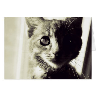 På Broad Black and White Daylight Hälsningskort