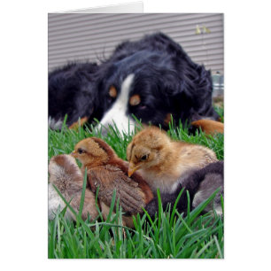 På Chickarna Baby i Jobbet Bernese Mountain Hund G Hälsningskort