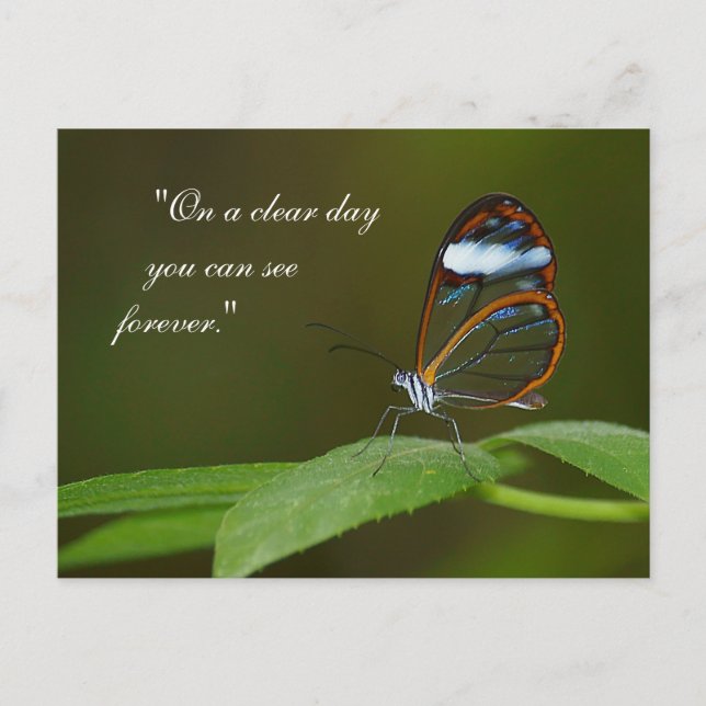 "På en klar dag": Glasswing Butterfly Design Vykort (Framsida)
