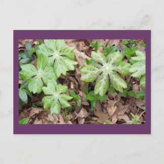 På grund av Jeffersons Monticello... Vykort