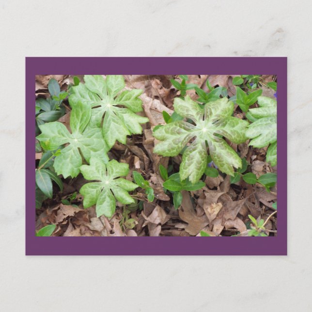 På grund av Jeffersons Monticello... Vykort (Framsida)