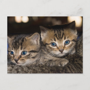 På Mamma Kattens Bakre vykort
