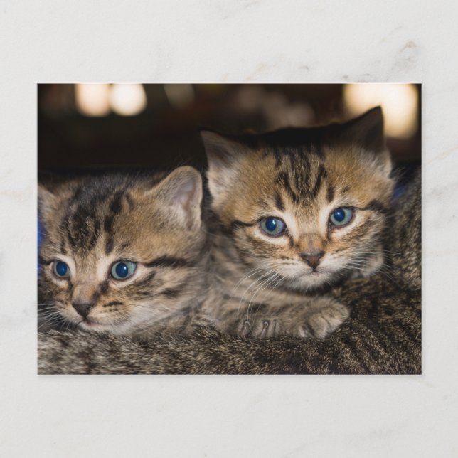 På Mamma Kattens Bakre vykort (Framsida)