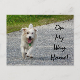 På min väg hem-doggie vykort