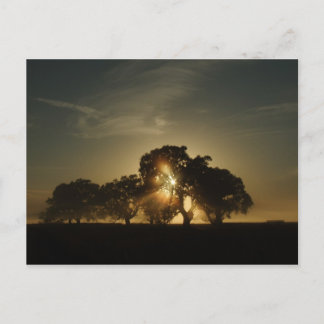 På morgnar som detta vykort