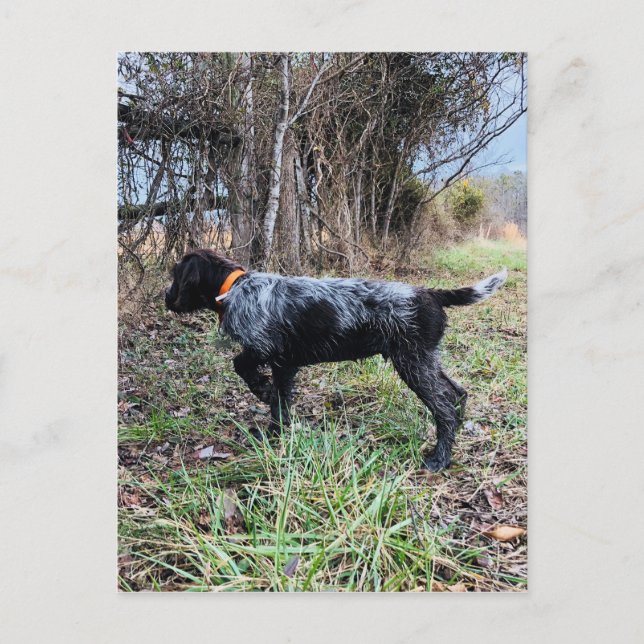 På peka valpen vykort (Framsida)