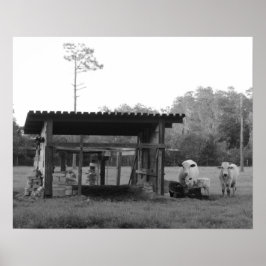 På Ranch - - Kor - Svarta och vita Poster