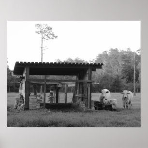 På Ranch - - Kor - Svarta och vita Poster