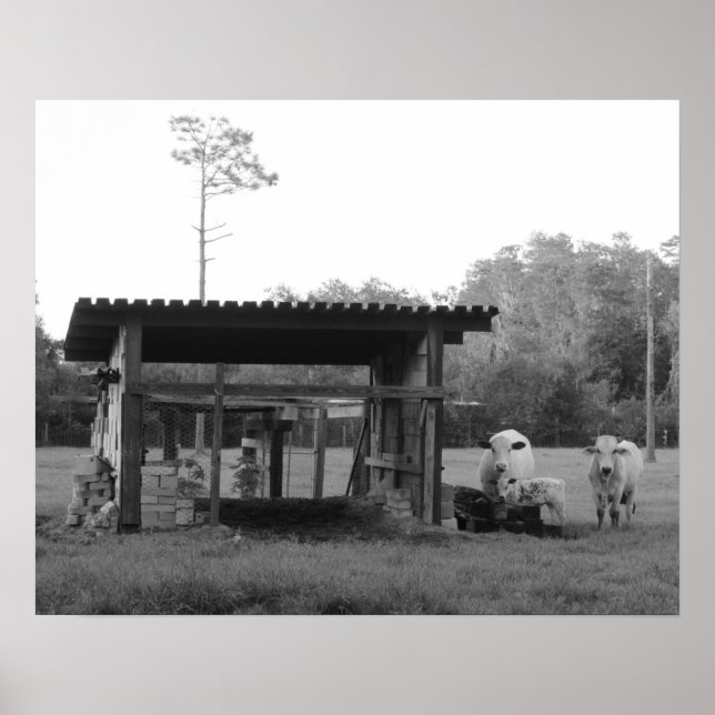 På Ranch - - Kor - Svarta och vita Poster (Framsidan)