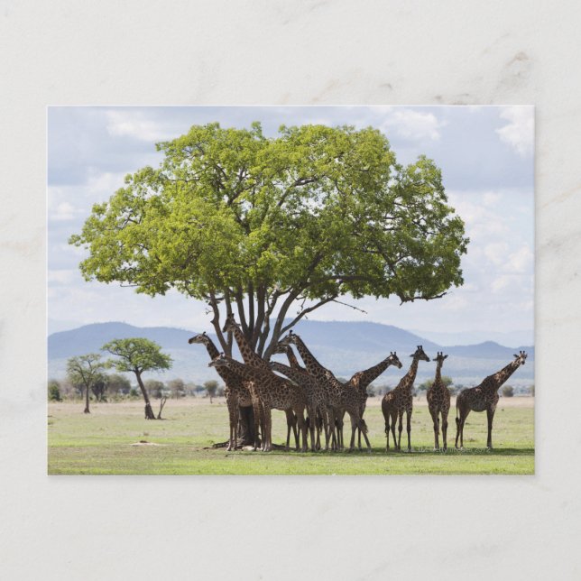 På safari i Mikumi nationalpark i Tanzania, Vykort (Framsida)