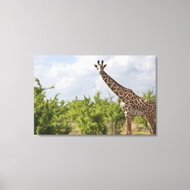 På safari i Tanzania, Afrika. 2 Canvastryck (Framsida)