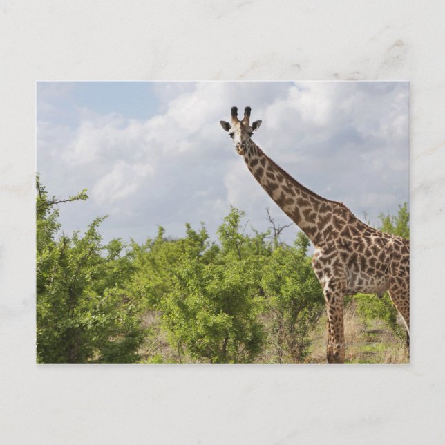 På safari i Tanzania, Afrika. 2 Vykort (Framsida)