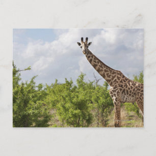 På safari i Tanzania, Afrika. 2 Vykort