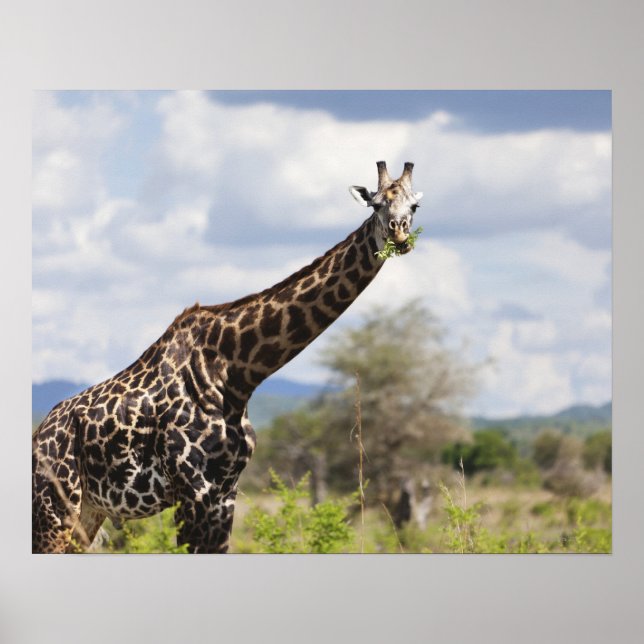På safari i Tanzania, Afrika. Poster (Framsidan)