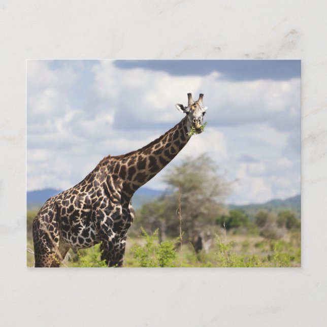 På safari i Tanzania, Afrika. Vykort (Framsida)