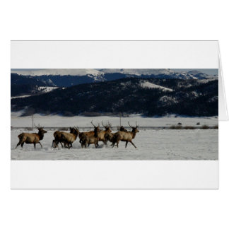 På springan hälsningskort